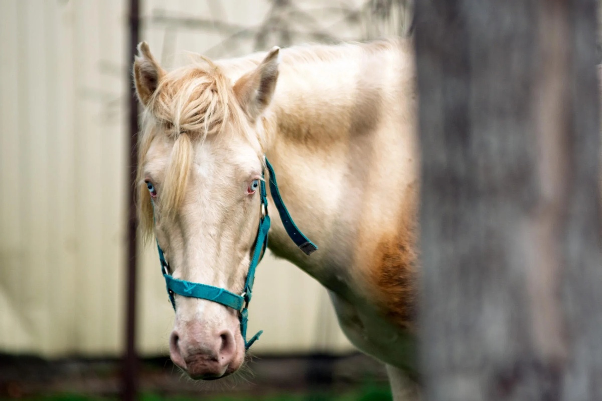 Фото А. Кирова