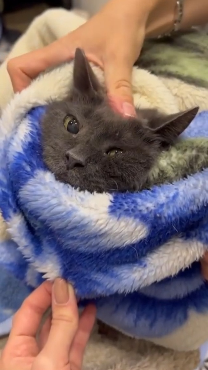 Я Нюша и у меня ВИК 😪