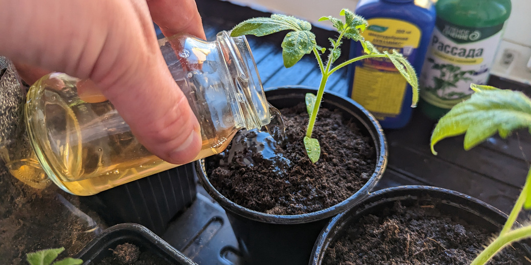 Запомните этот список: 3 железных «НЕЛЬЗЯ» при подкормке рассады. Нарушите хоть одно — останетесь без растишек