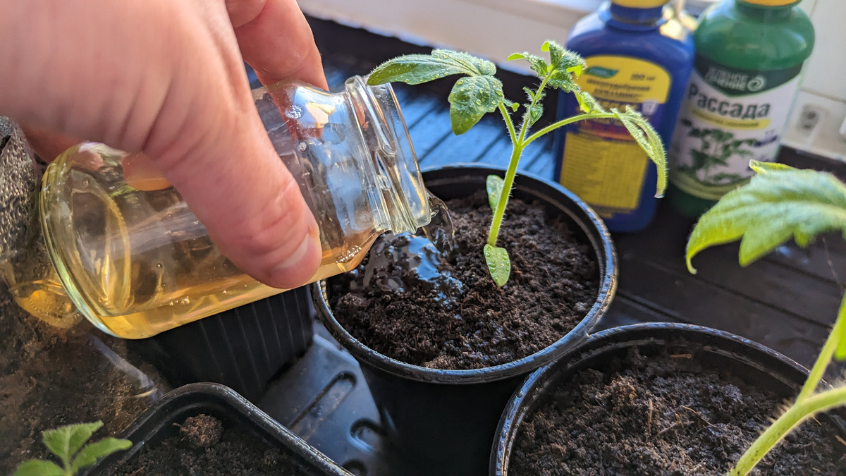 Подкормка рассады