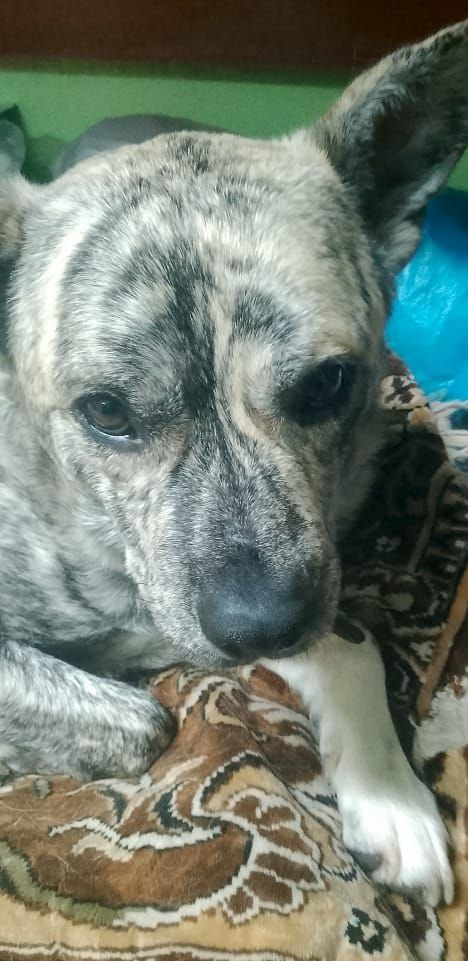 Наш Шах 🥰 Прекрасный пёсик! Красавец и умница! Тоже очень хочет ДОМОЙ!