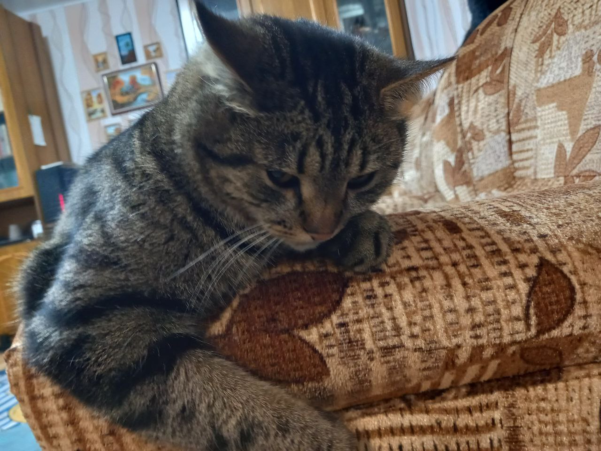 Утомлённый зимой Плюша.