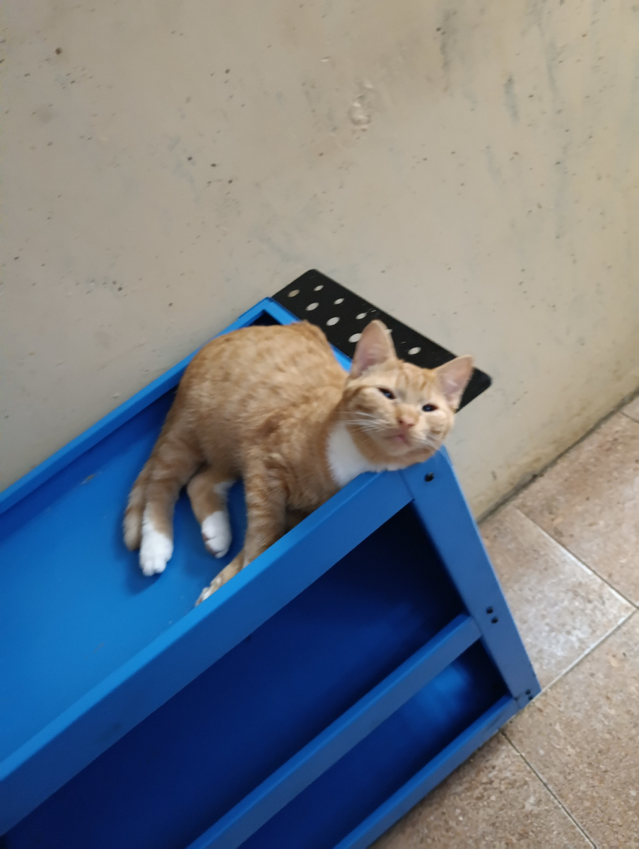 Полюбил тележку 