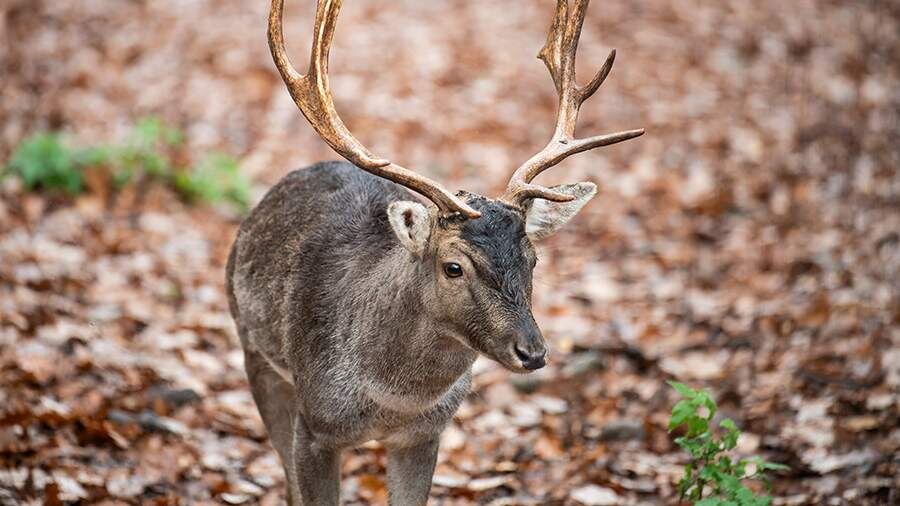    Фото: Global Look Press/Silas Stein