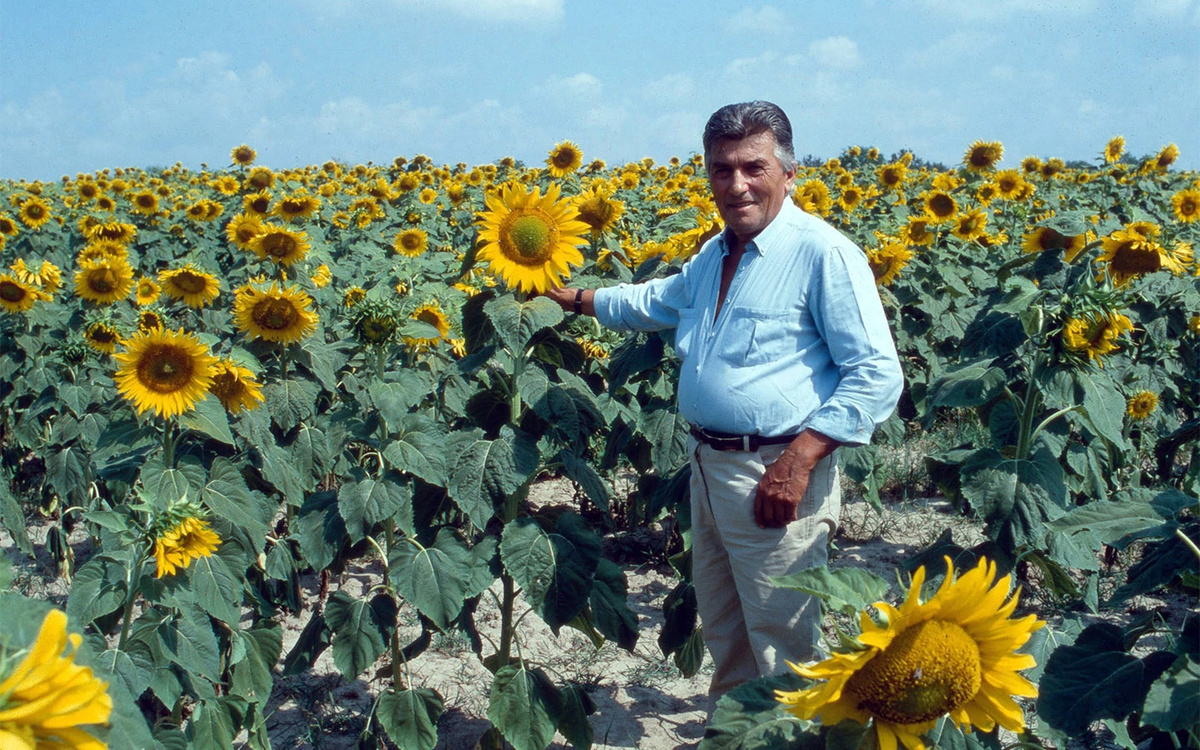 Wolfgang Kahn / imago-images.de / Global Look Press📷Итальянский инженер и дизайнер автомобилей Ферруччо Ламборгини на поле подсолнухов в Перудже, Италия, 1991 год