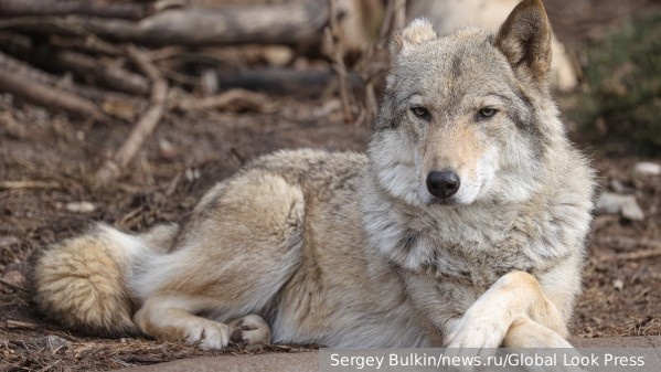     Фото: Sergey Bulkin/news.ru/Global Look Press    
 Текст: Катерина Туманова