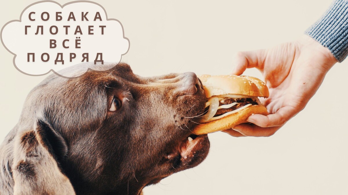 Собака глотает всё подряд
