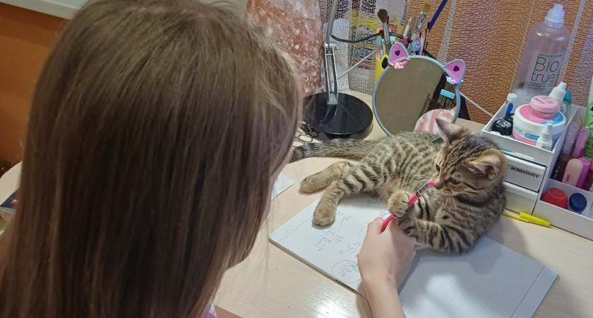    Фото progorod43.ru