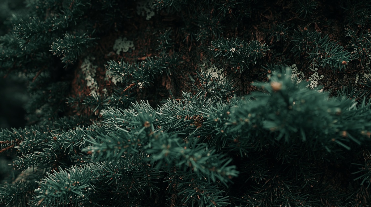 Сегодня модно не экономить на том, что лечит душу