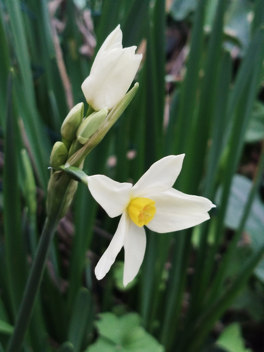 Фото автора. Разве же они не прелестны?))
