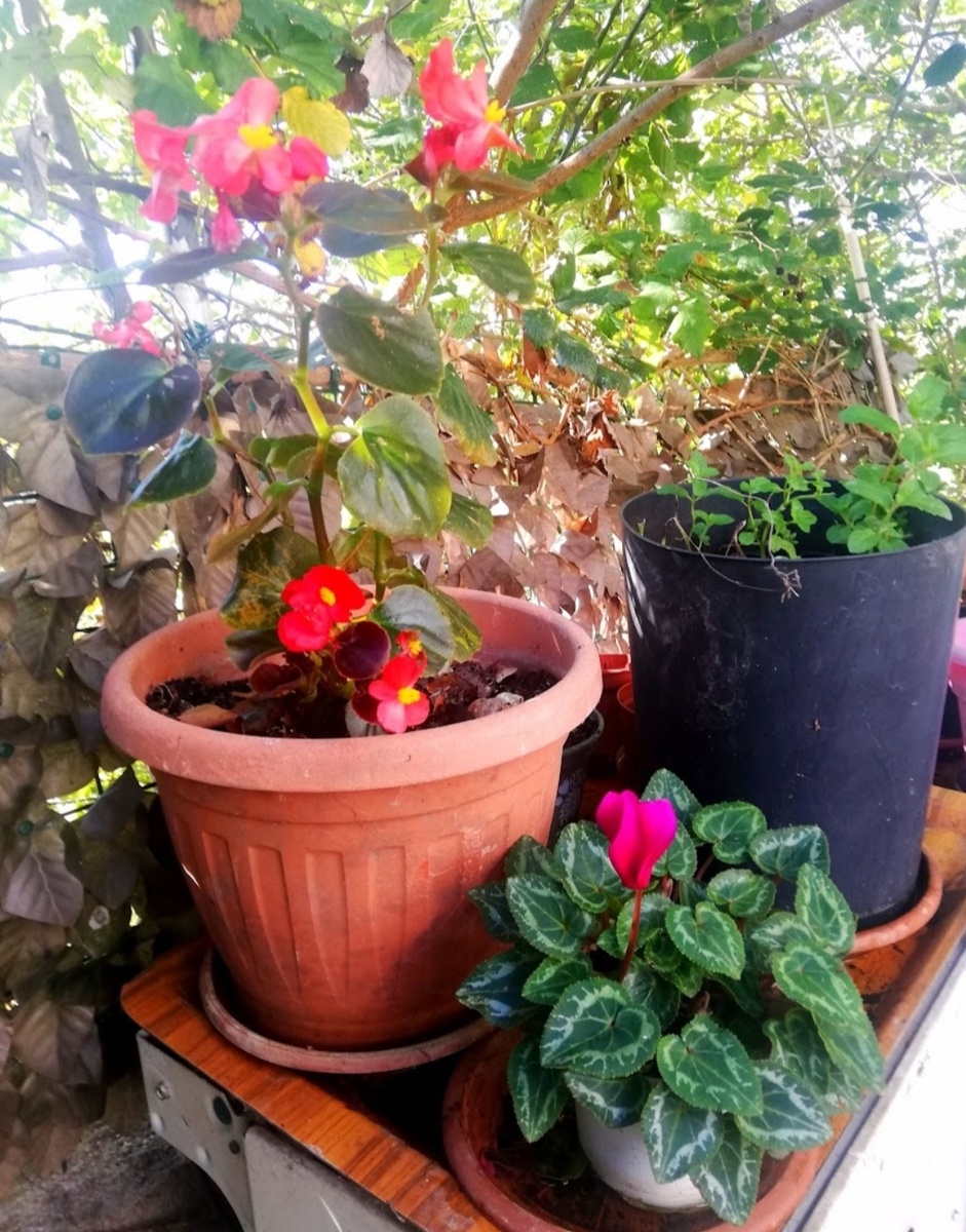 Фото автора. Моя самая первая и пока единственная бегония в ноябре 2021г. Это второй и последний год её жизни.