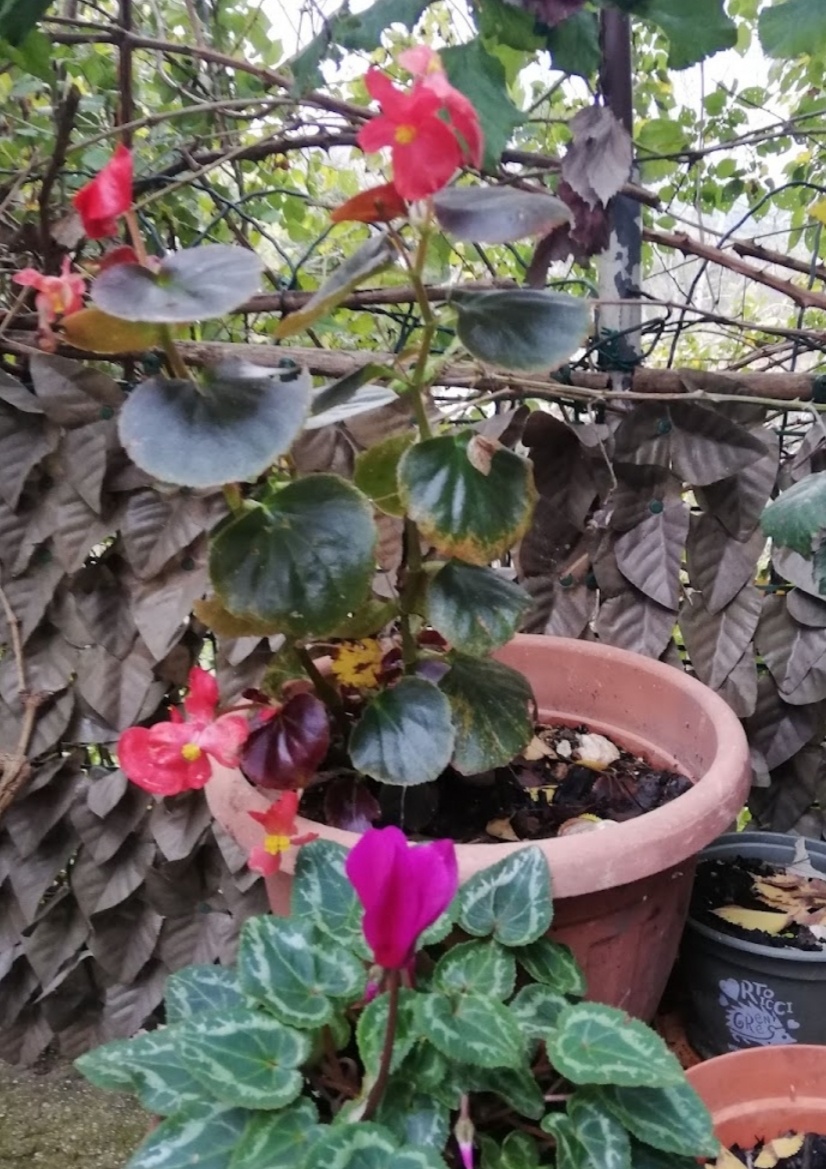 Фото автора. Самая простая и дёшевая (раньше) бегония сейчас бы меня устроила по многим параметрами. Но...