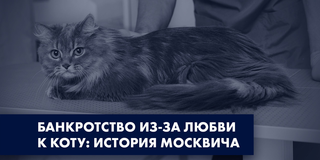 БАНКРОТСТВО ИЗ-ЗА ЛЮБВИ К КОТУ