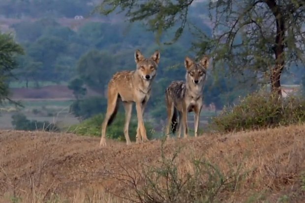    Индийские волки. Кадр: Roundglass Sustain / YouTube