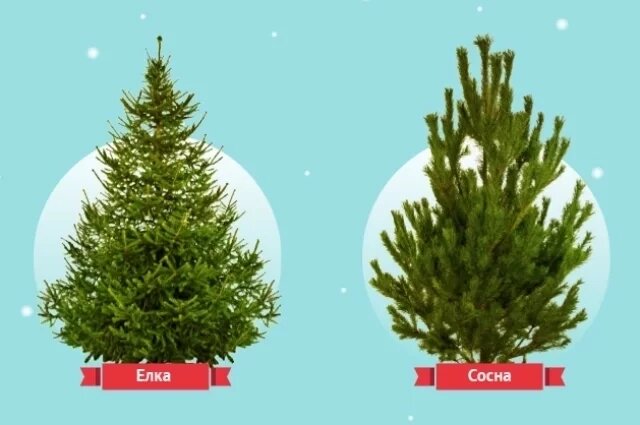    Ёлка, пихта или сосна: что выбрать к Новому году 2026? Инфографика