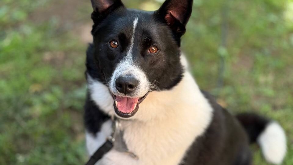 На волоске от смерти