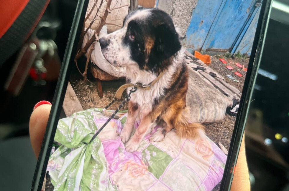 Фото: Страница «Собаки с характером» в ВК