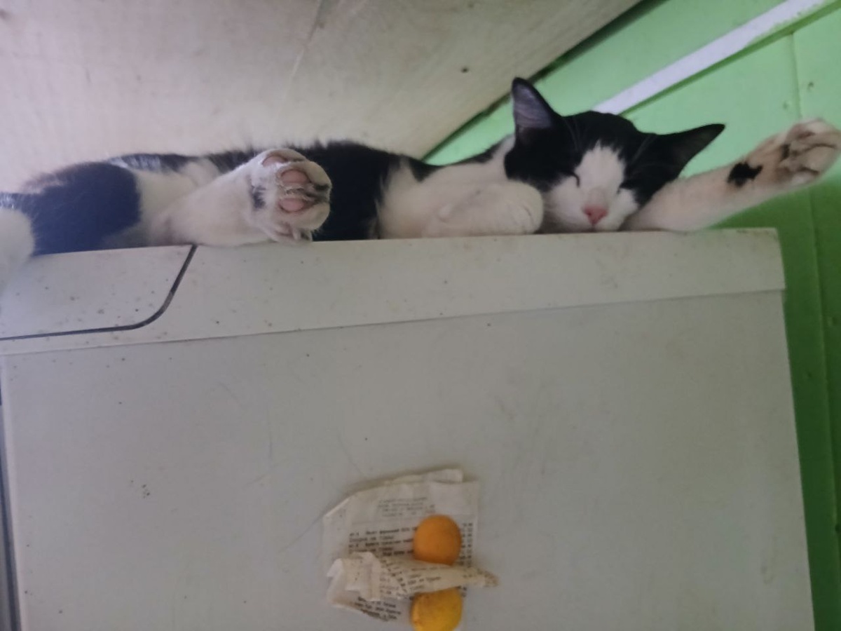 Котик, проживающий в приюте  Ананда, отдыхает