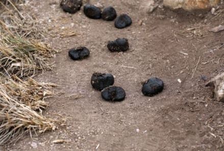 "Дикий" полевой конский навоз