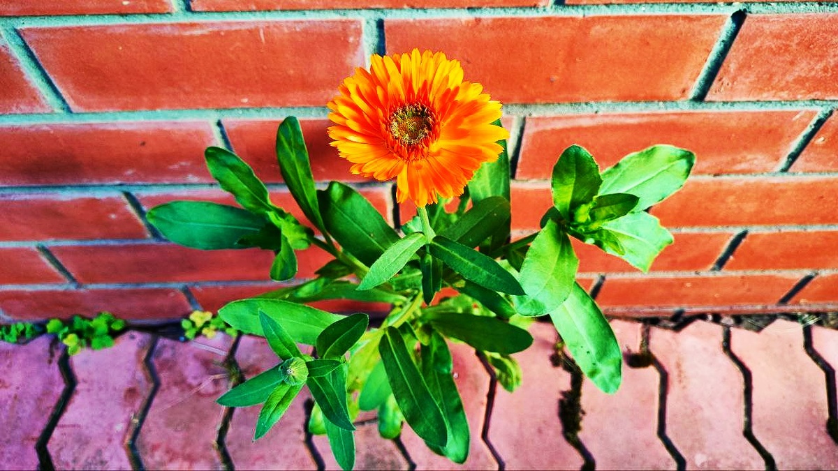 Удивительный цветок! Растет вопреки всему между стеной дома и дорожкой из плитки. Цвел до самого декабря Вот она — настоящая воля к жизни💗