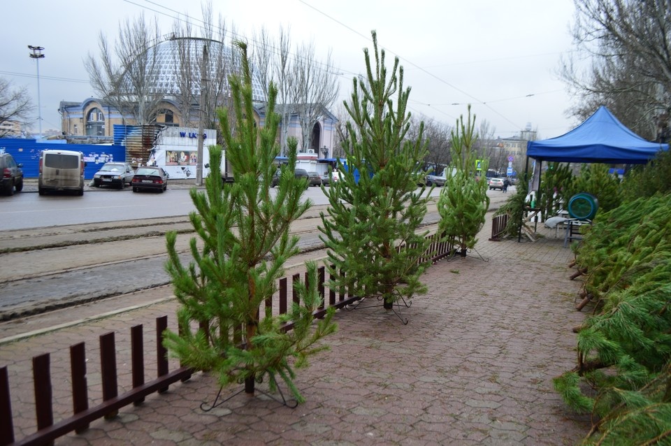    К выбору новогодних деревьев подходят тщательно Роман ПОБЕРЕЖНЮК