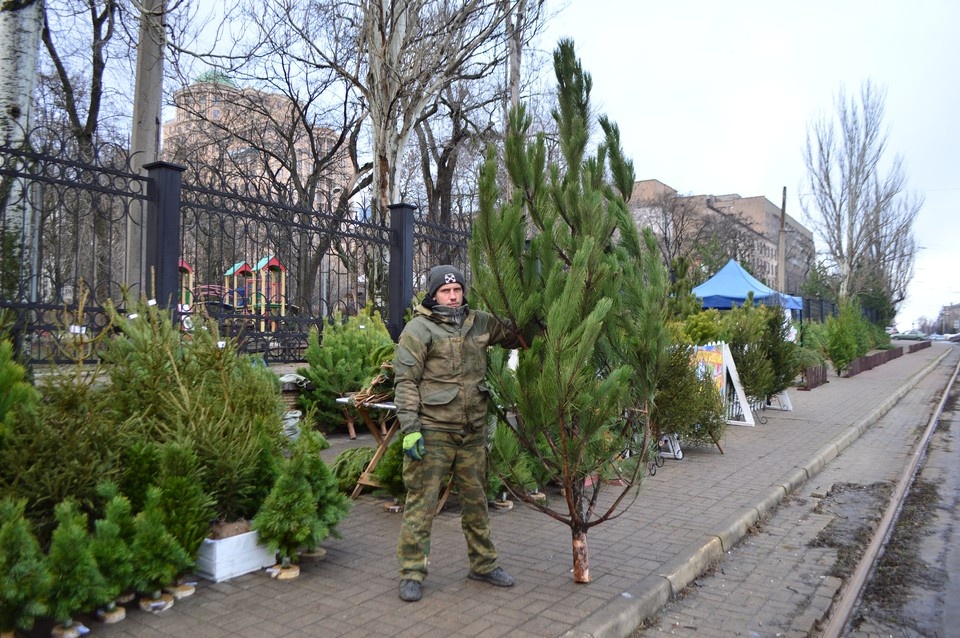    К выбору новогодних деревьев подходят тщательно Роман ПОБЕРЕЖНЮК