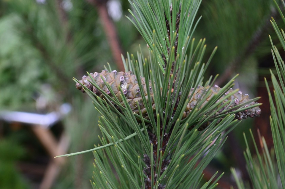   К выбору новогодних деревьев подходят тщательно Роман ПОБЕРЕЖНЮК