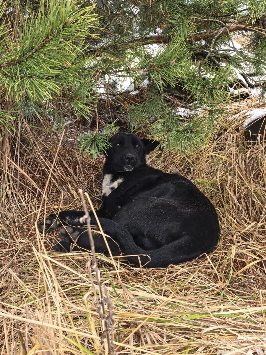 Маленькая щенулька, которой довелось повстречаться с машиной на дороге. Фото из архива автора