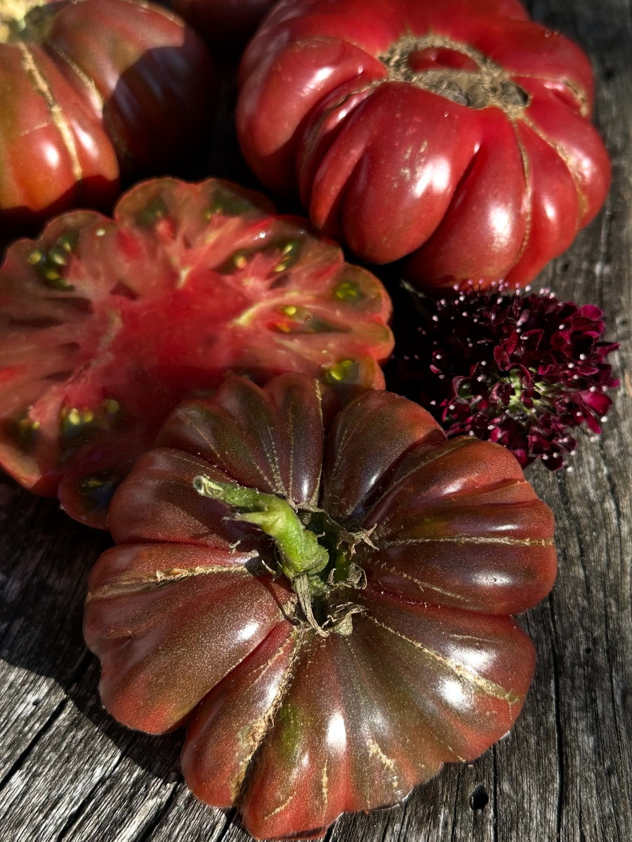 Сорт томата «Zapotec Brown Flesh» («Запотек Браун Флеш»)