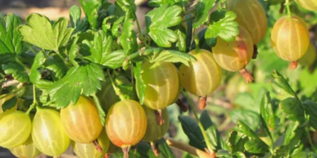 Что не любит крыжовник? 5 противопоказаний при выращивании крыжовника в саду