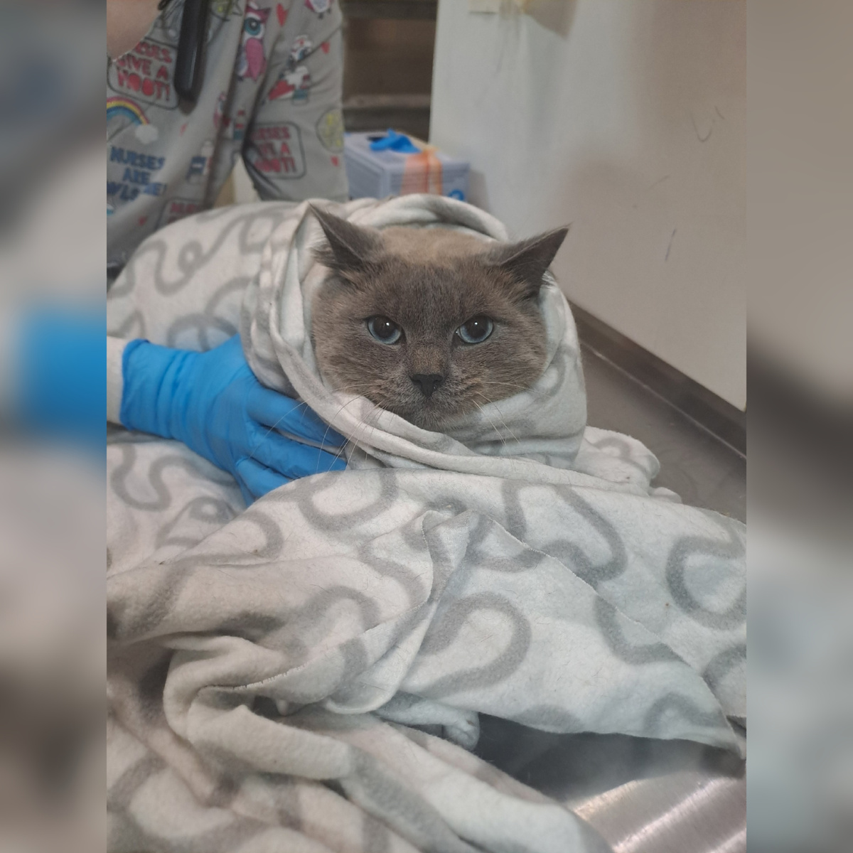 Викинг приехал с передержки.