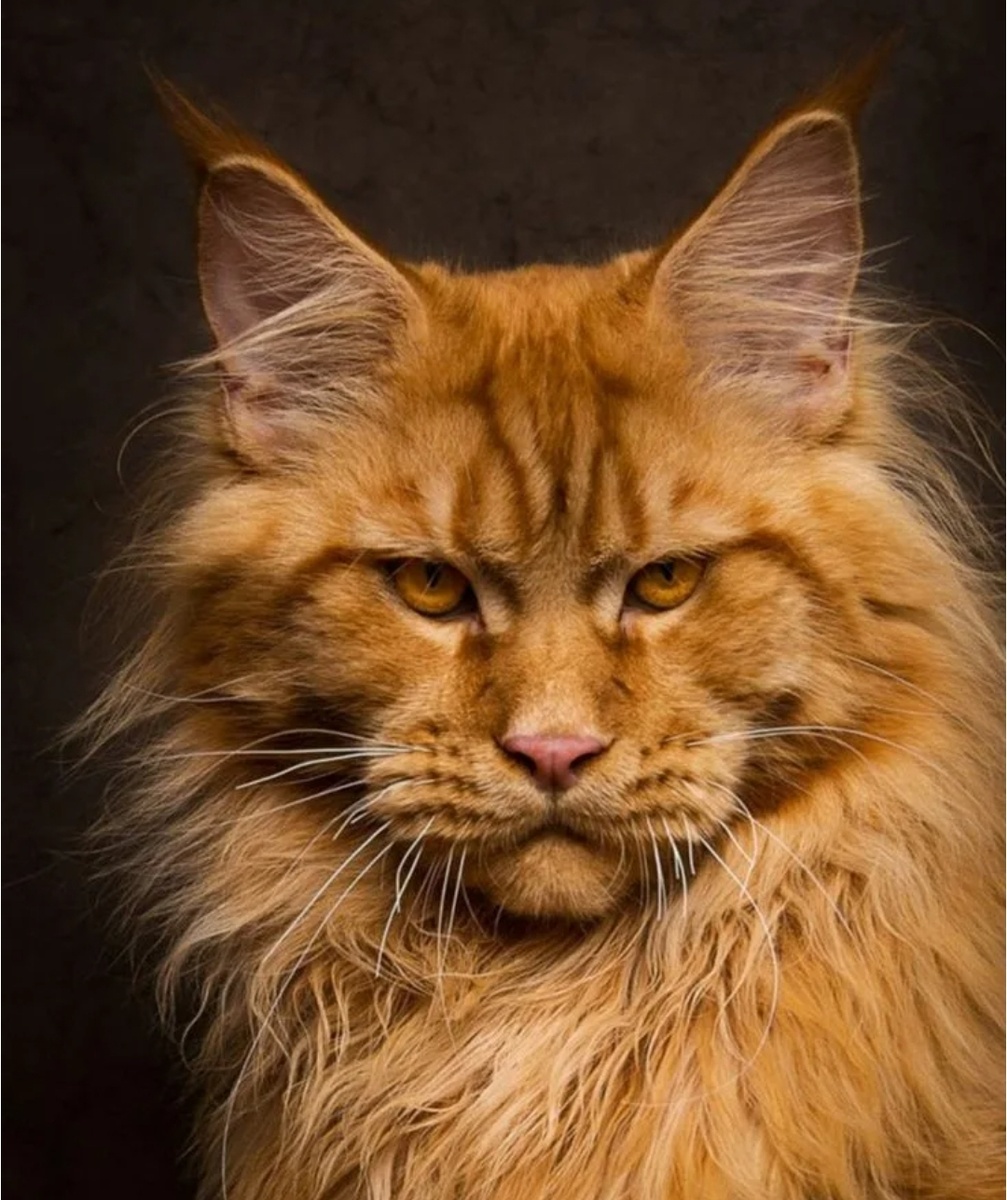 Яндекс картинки