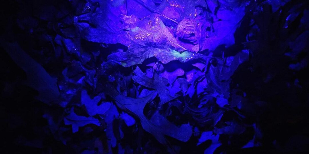 Биологи обнаружили, что в брачный период моча оленей светится