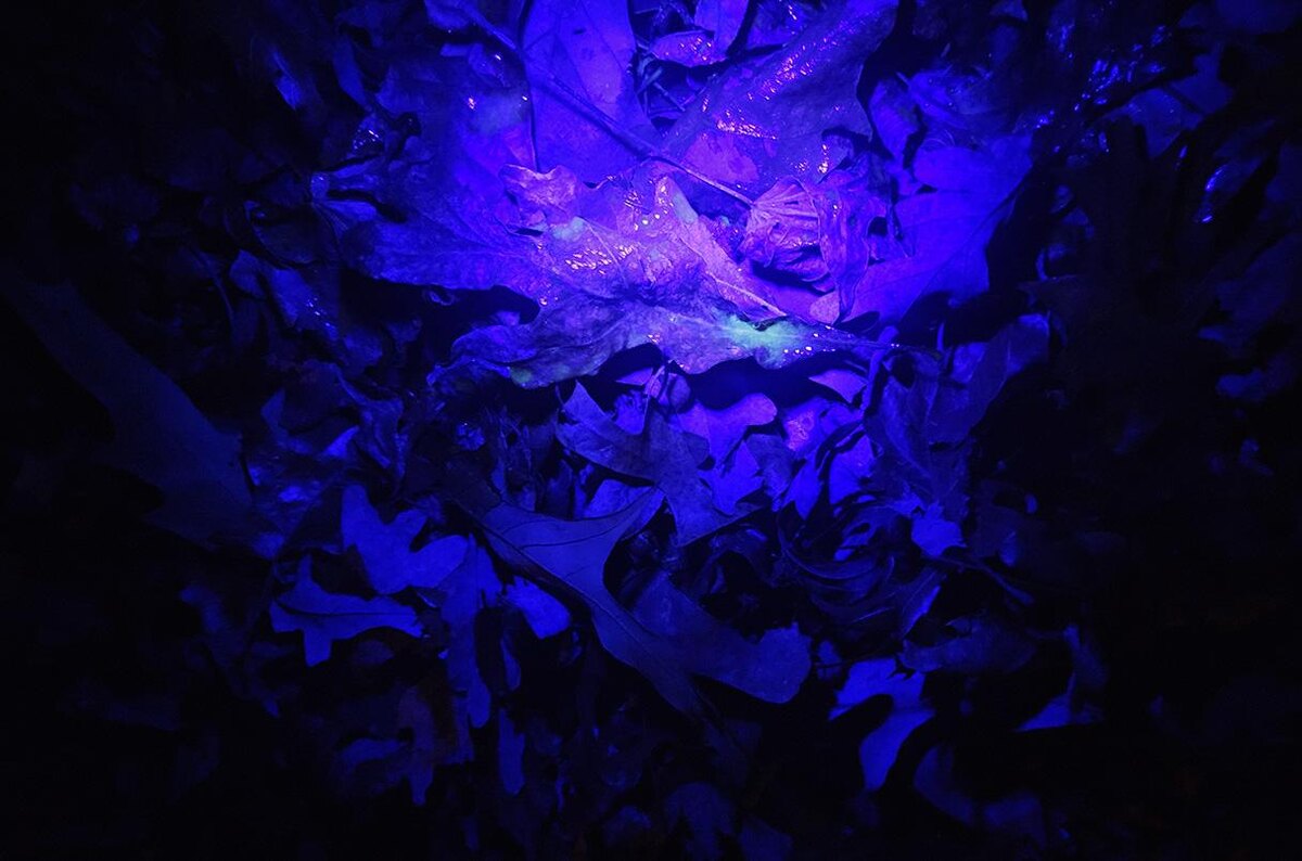 Оленья моча светится в ультрафиолетовом свете и может быть заметна в темноте, как светоотражатели на шоссе, для других оленей, фото:Daniel DeRose-Broeckert