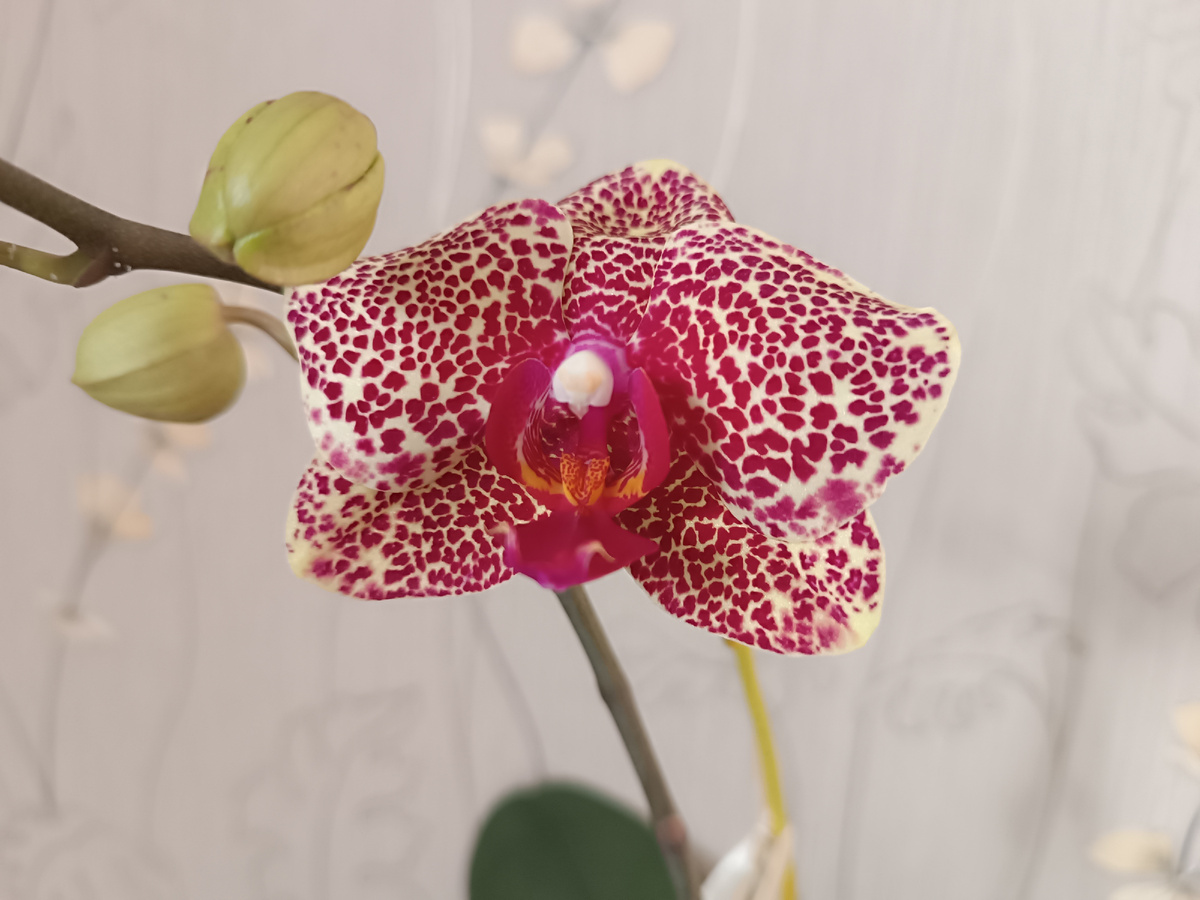 Орхидея Red Sesame