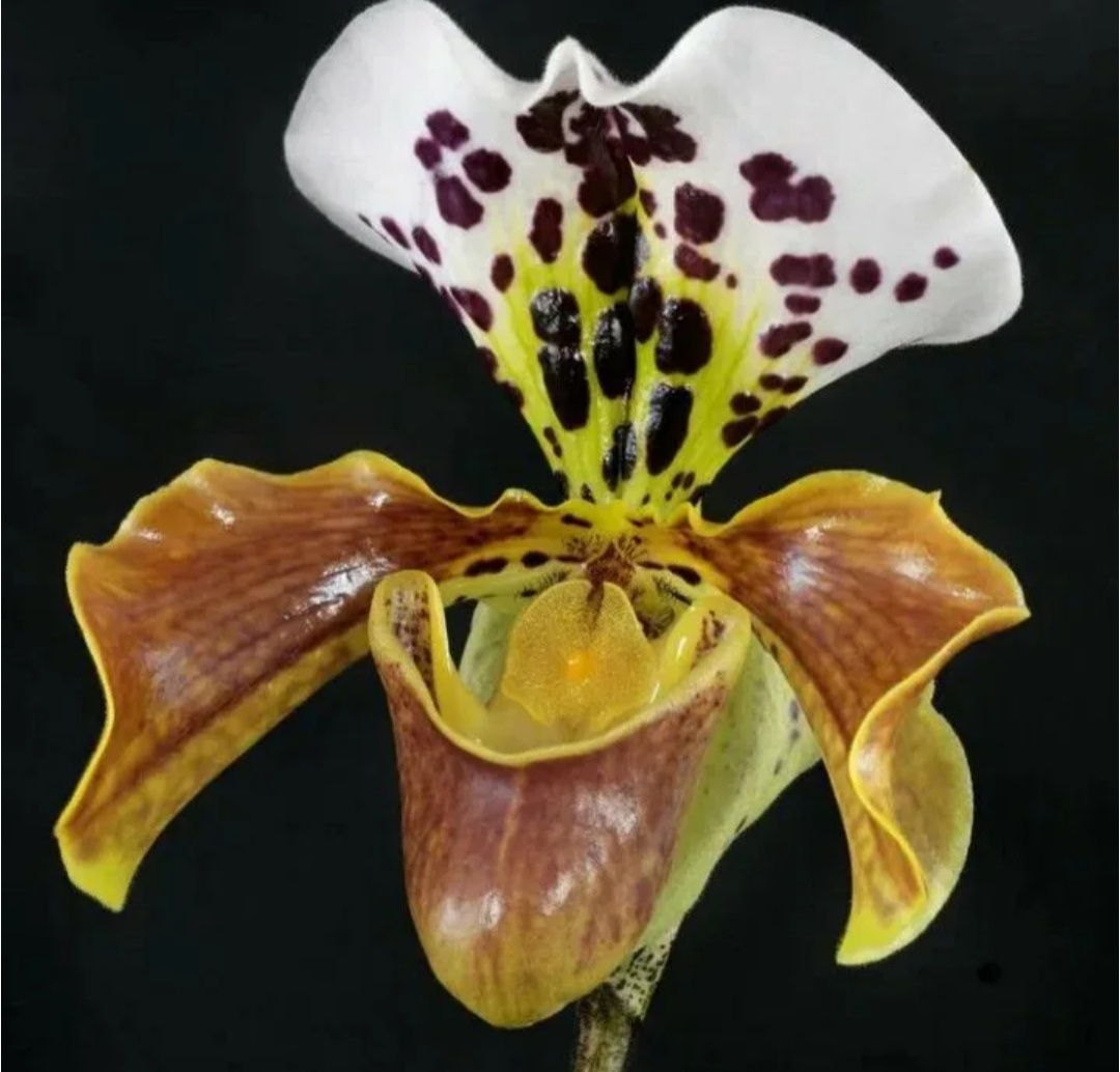 Фото из интернета