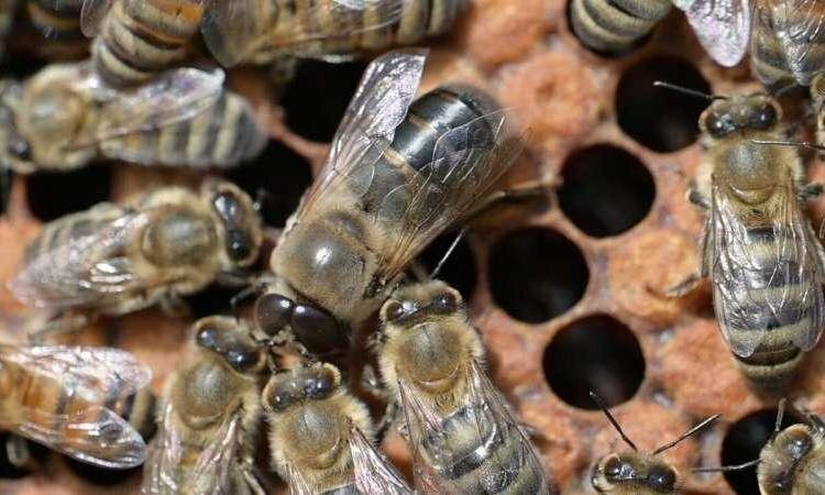 Поведение самцов пчел, выпрашивающих еду, зависит от генетического фактора