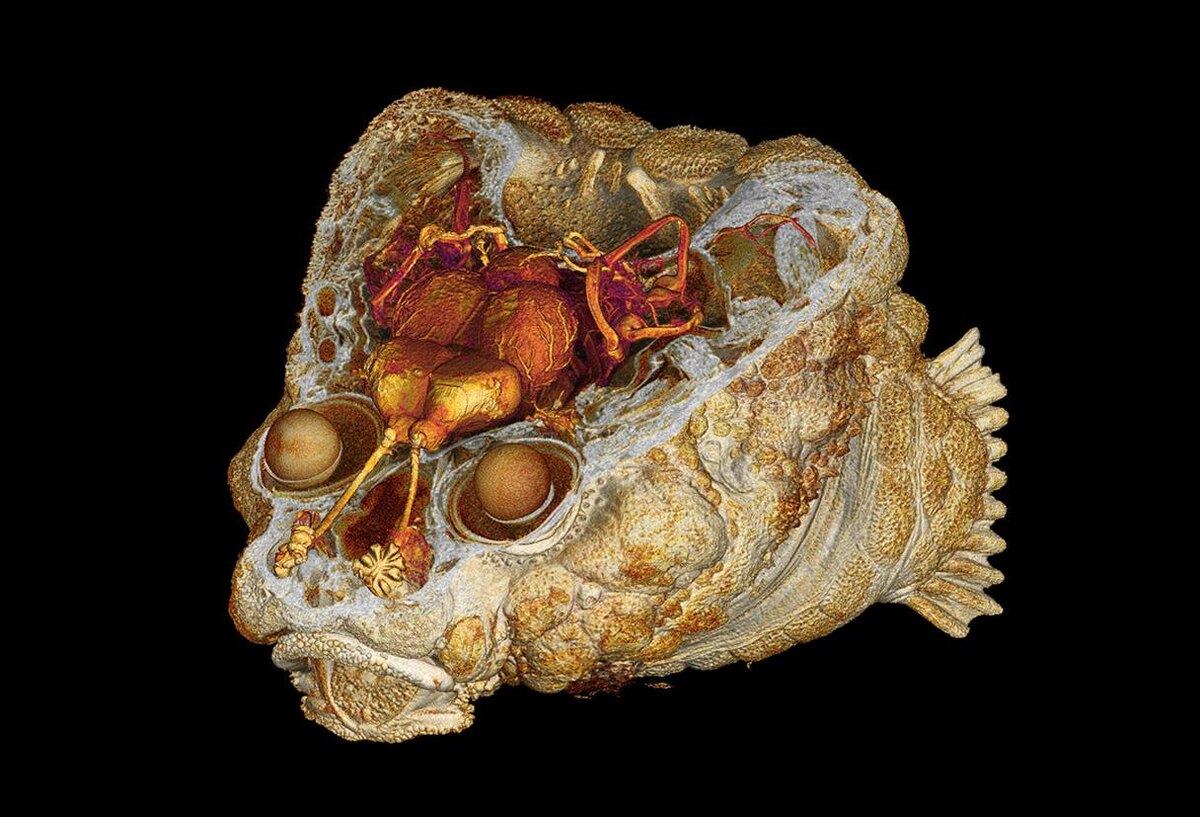 Необычная анатомия черепа морского окуня может помогать ему в общении, фото:Daniel Geldof