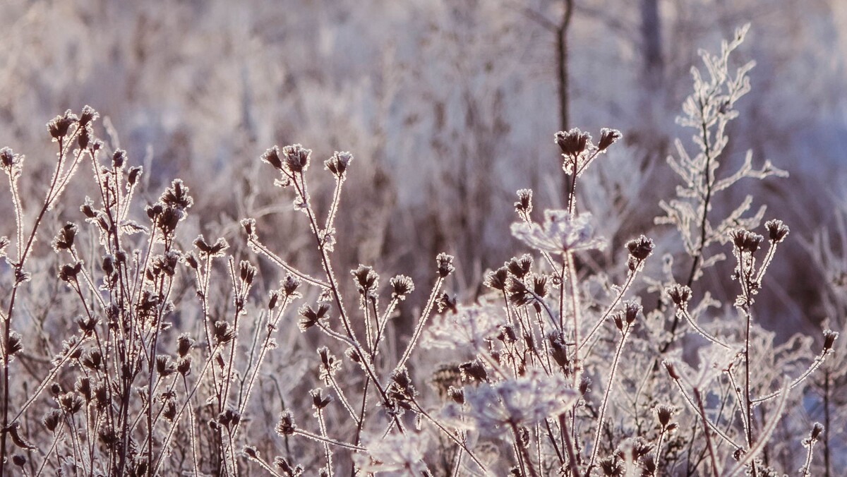    6 Зима. Мороз / Источник: Анна Рыжкова (с) ИА REGNUM