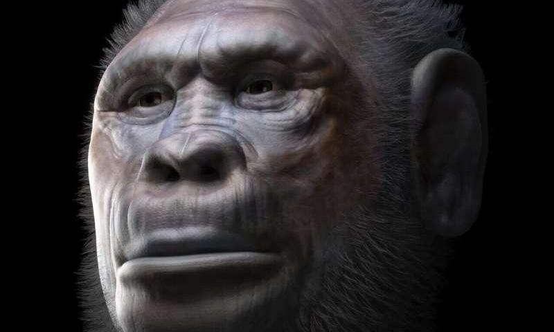 Палеонтологи доказали, что из Африки вышли два вида: Homo caucasi и Homo georgicus