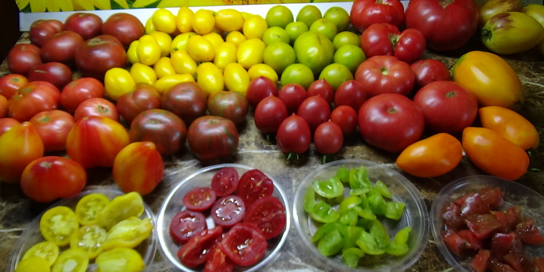 Томатные Гномы, проверенные временем. Гном Нефритовая красота.