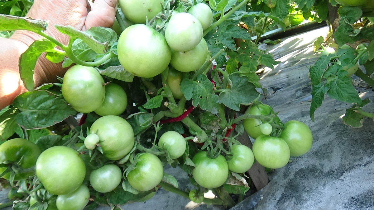 Нефритовая красота. Томатный Гном. №891. Куст весь увешан плодами!