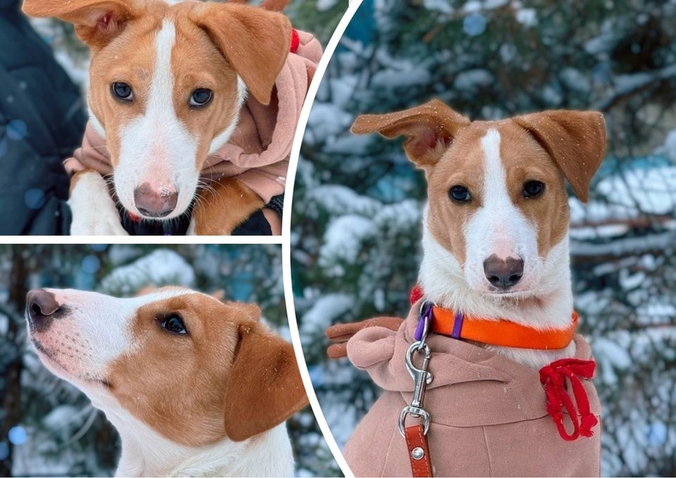    Сейчас пугливая Лилу учится заново доверять людям и ждет своего человека. Фото предоставлено КП-Челябинск.