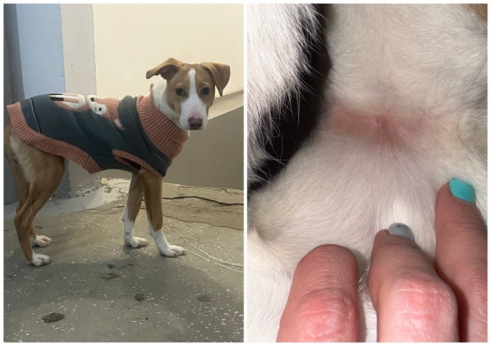    Щенок полдня провел в подъезде, ожидая помощи. Фото предоставлено КП-Челябинск.