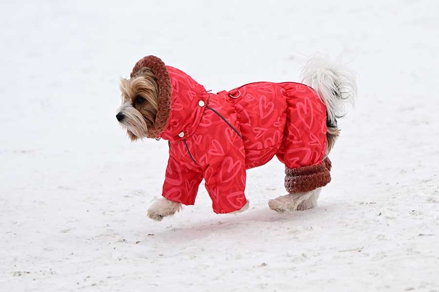    © Максим Богодвид/РИА Новости