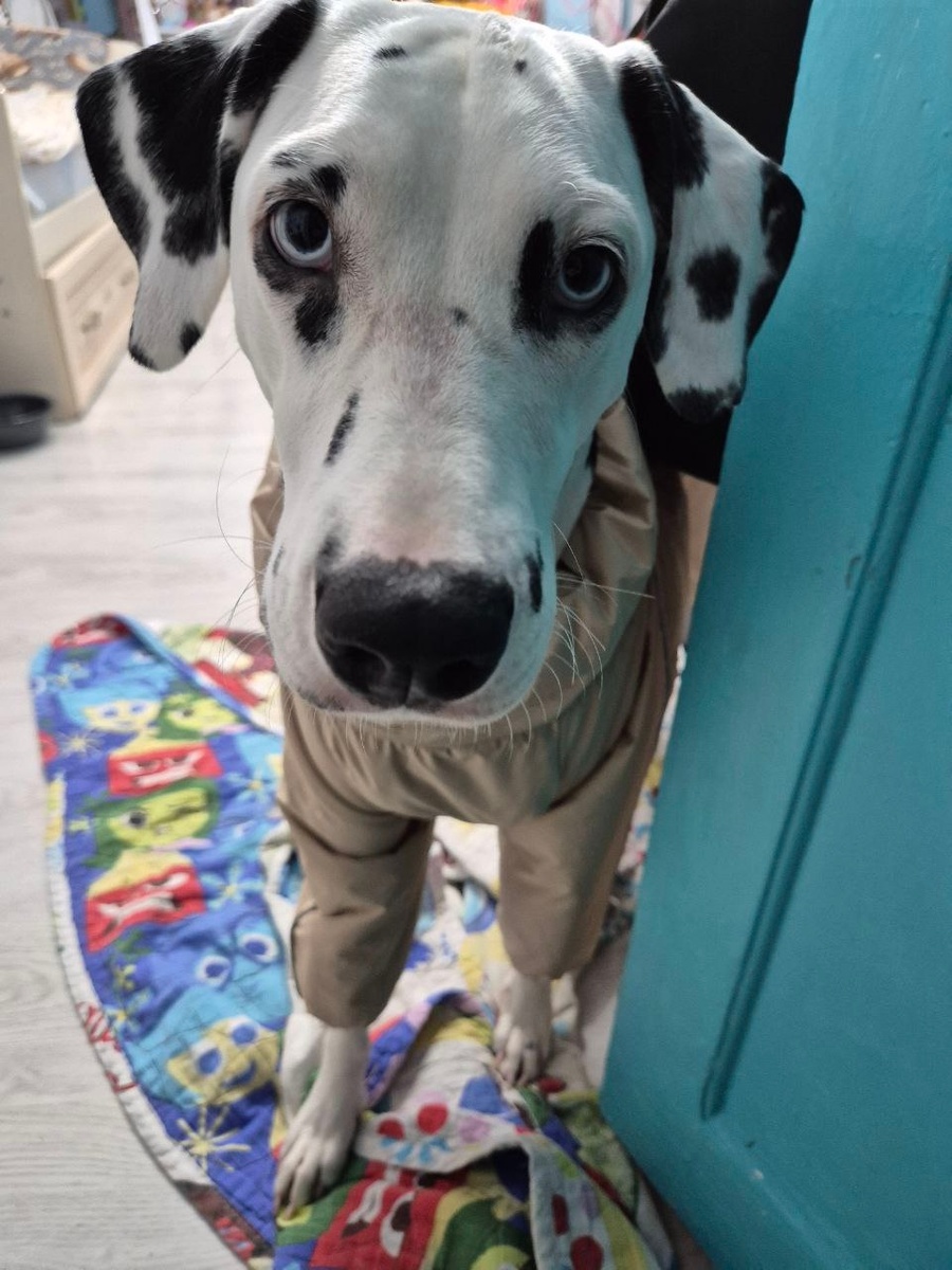 Невозможно поверить, что когда-то она от холода и голода погибала на ледяном полу балкона... 