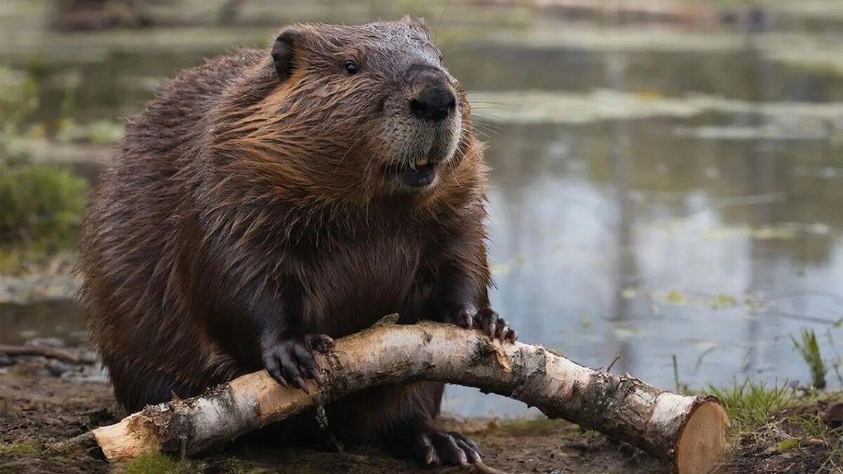    Изображение создано с помощью ИИ