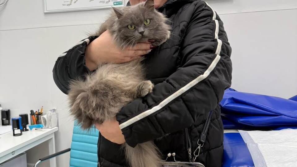 Котик Амурка, который замерзал у монастыря, больше не сирота