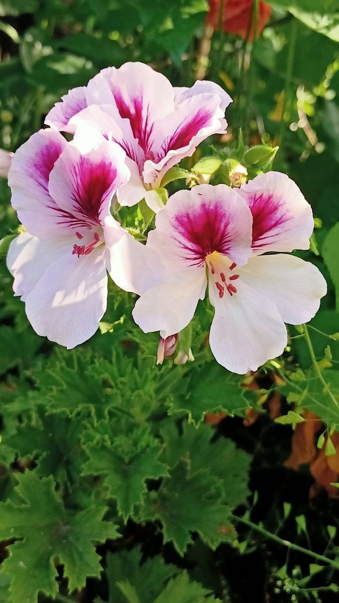 Летом она себя прекрасно чувствует на улице