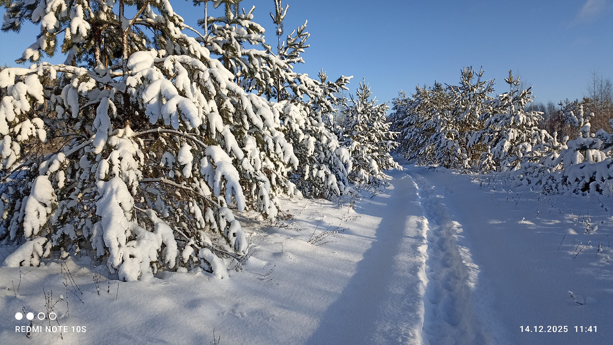 Сосны после снегопада. Фото автора.